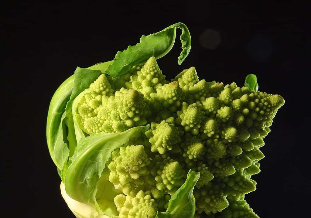 Romanesco Broccoli  - Republica / Pixabay